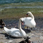 DSCF1703
