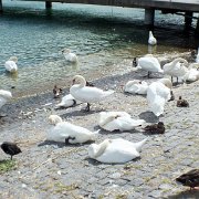DSCF1704