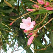 DSCF3015