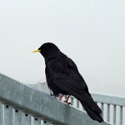 DSCF4081