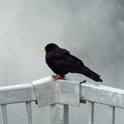 DSCF4084