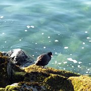 DSCF4233