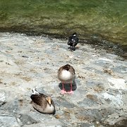 DSCF4483