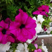 DSC09107