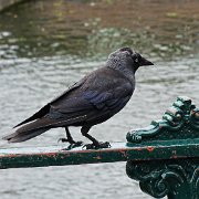 DSC09129