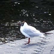 DSC09660
