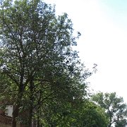 DSC09729