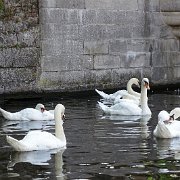 DSC09736