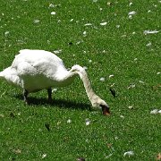 DSC09901