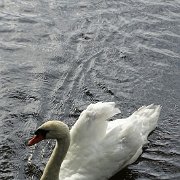 DSC09953