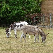 DSC00129