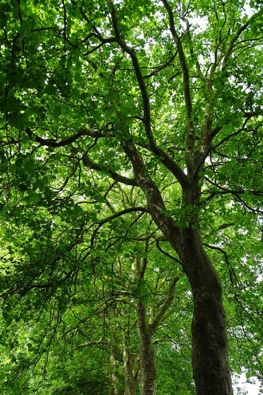 DSC00242