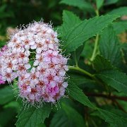 DSC00210