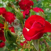DSC00226