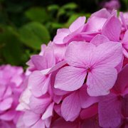 DSC00230