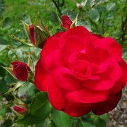DSC00232