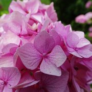 DSC00238