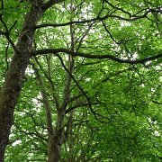 DSC00250