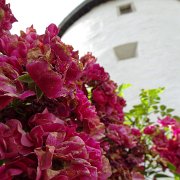 DSC00866