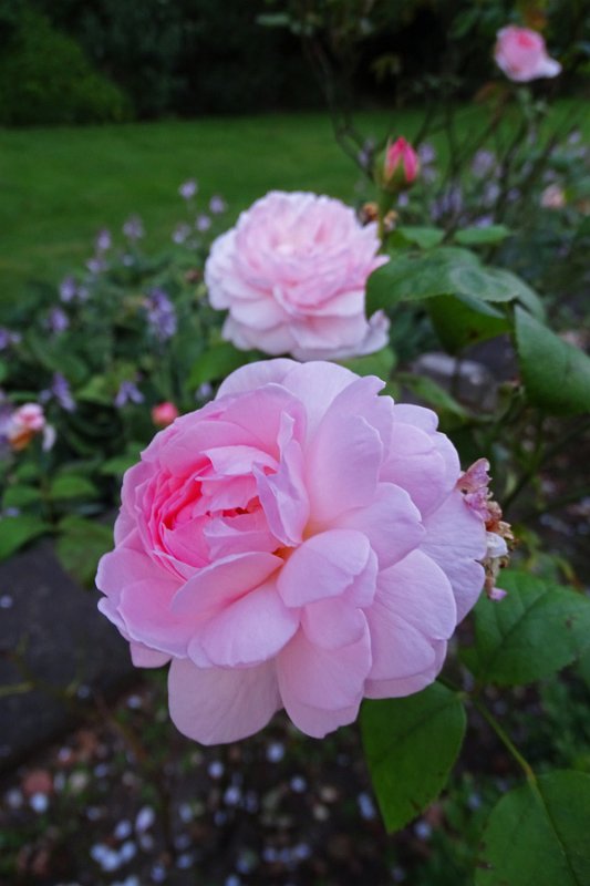 DSC01219