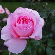 DSC01220