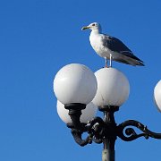 DSC06924