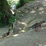 DSC07033