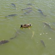 DSC07036
