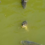 DSC07046