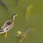 DSC07049