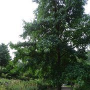 DSC07185