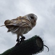 DSC07216