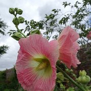 DSC07324