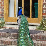 DSC07336