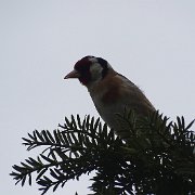 DSC07369