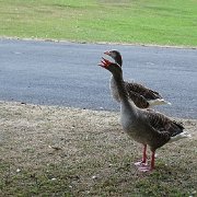 DSC07459