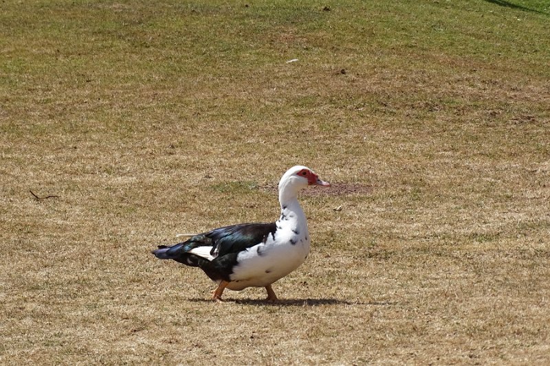 DSC08021