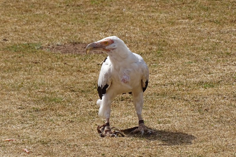 DSC08075