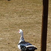 DSC08014