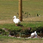 DSC08020