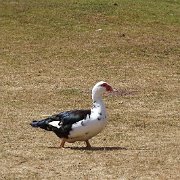 DSC08021
