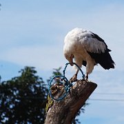 DSC08061