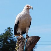 DSC08068