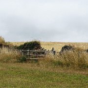 DSC08341