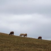 DSC08442