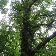 DSC08706