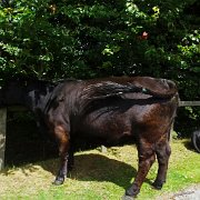 DSC08811