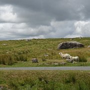 DSC08814