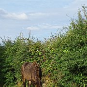 DSC08906