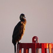 DSC09071